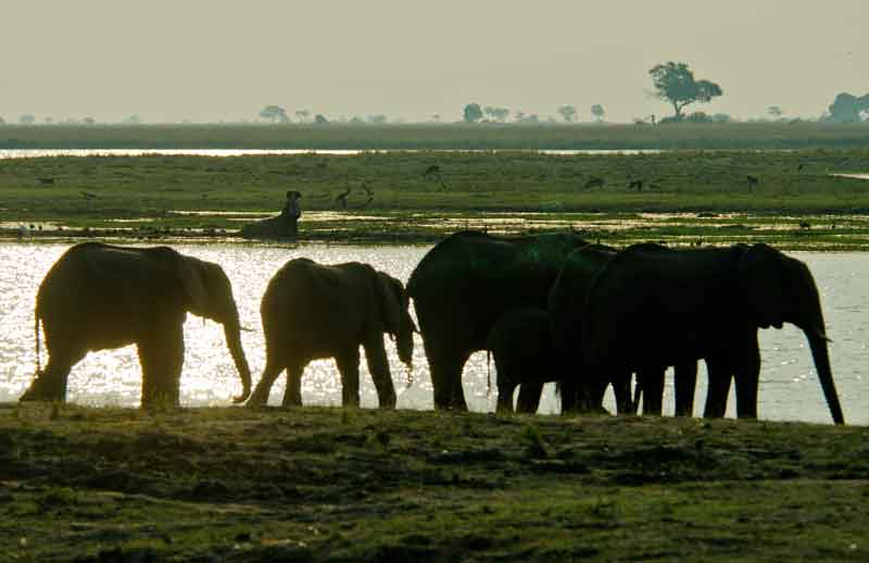 45 - Botswana - eelfantes - parque nacional de Chobe